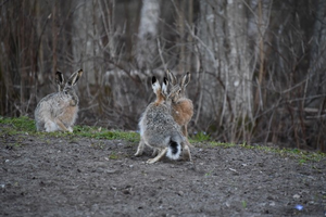 Brown hares.