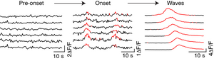 Waves of activity in the dunnart visual cortex