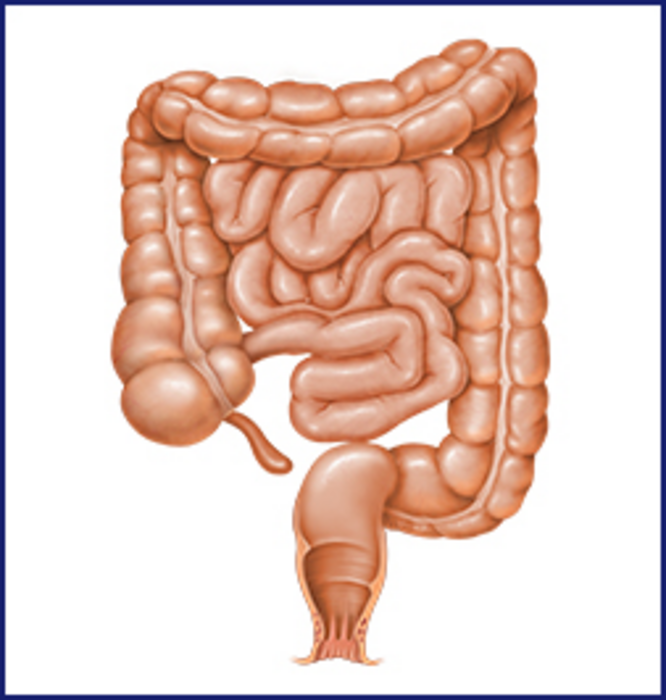 New Chinese Medical Journal Review Elucidates the Association Between Inflammatory Bowel Disease and Helicobacter pylori
