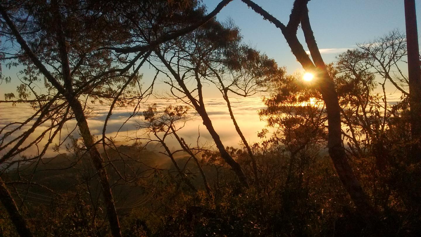 Subtropical Atlantic Forest