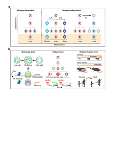 A schematic model summarizing the lineage-dependent and lineage-independent fate determination during neuronal fate specification