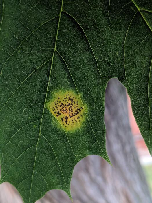 Tar spot on maple