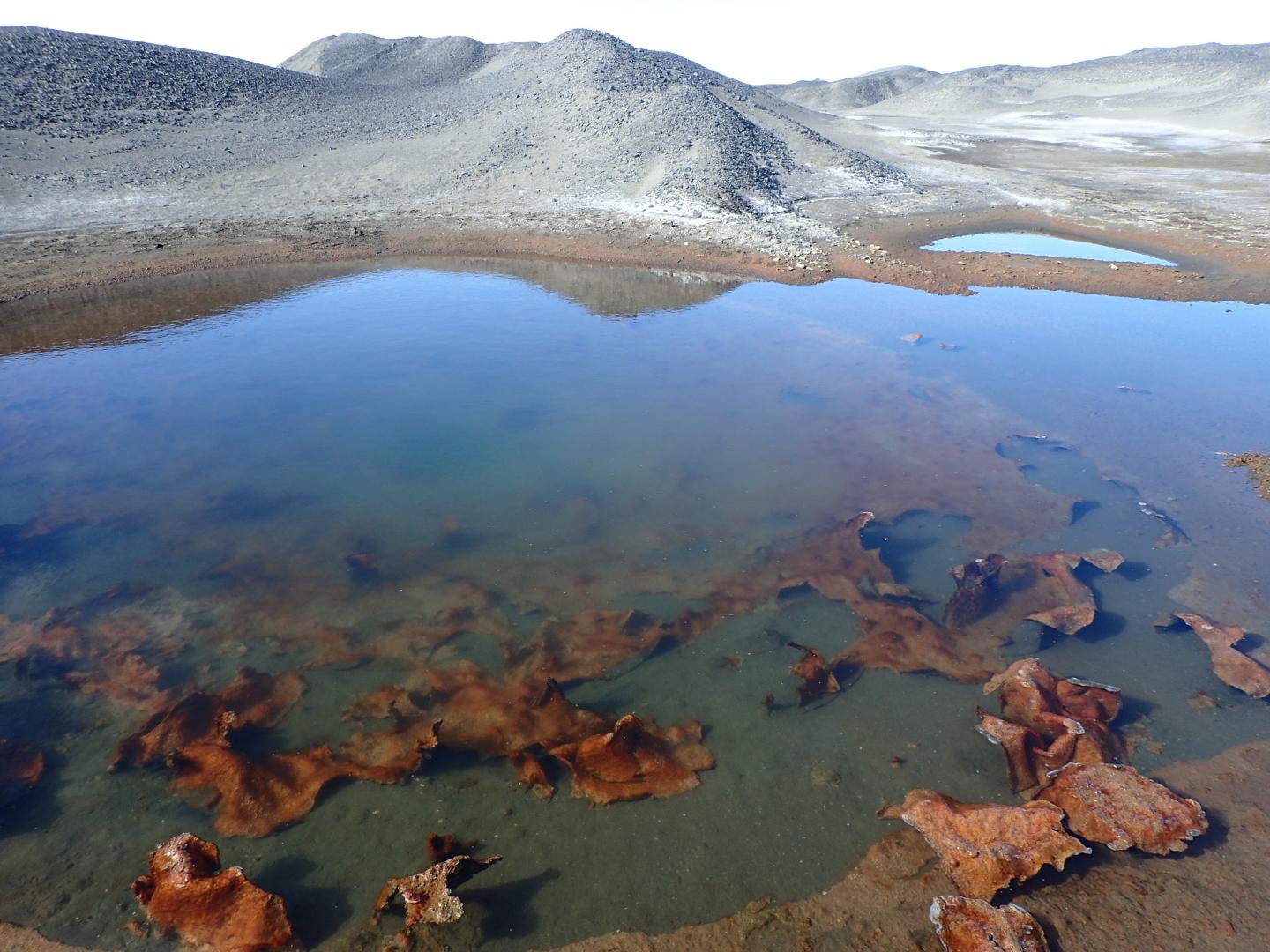 Image 3 Cyanobacteria