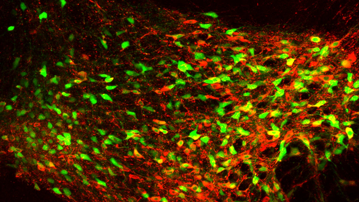 VTA Neurons