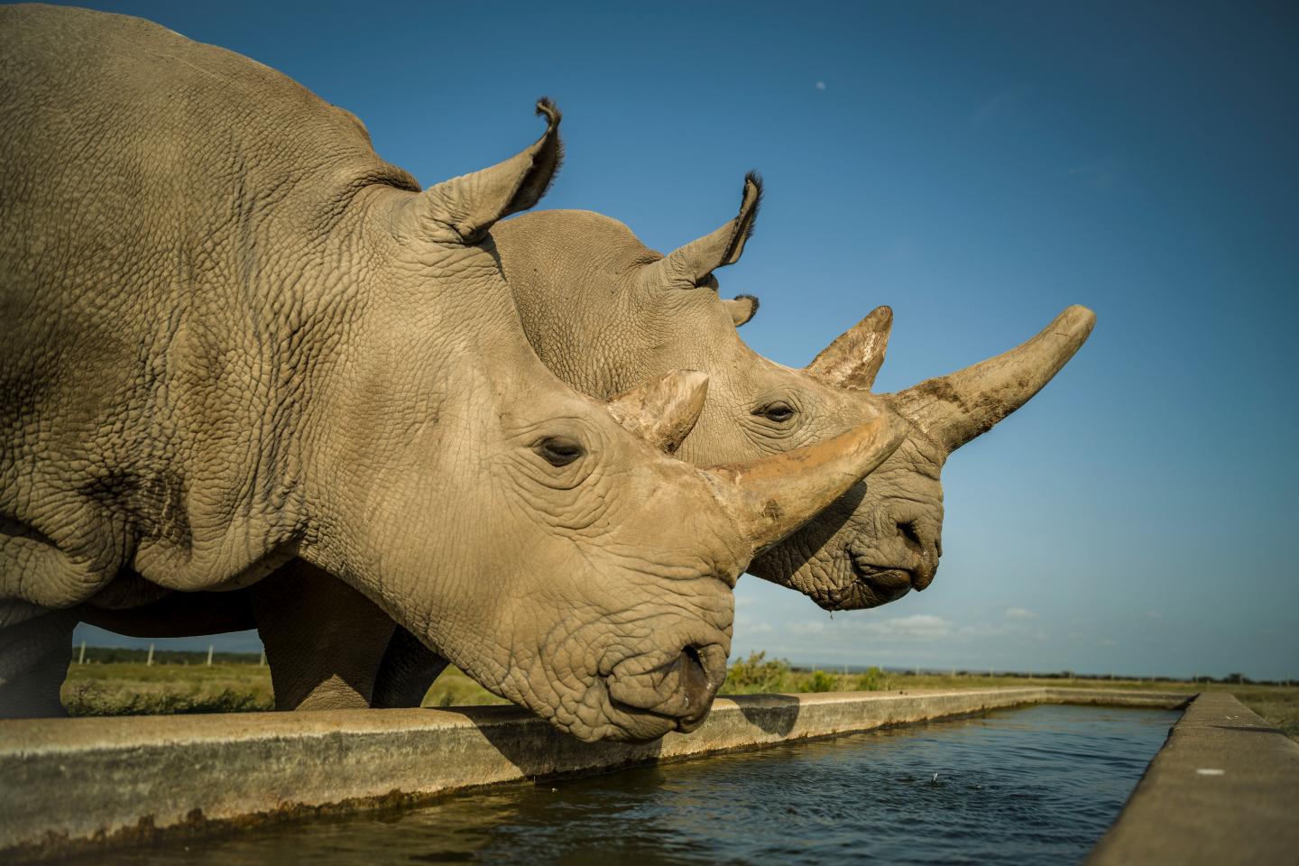 The Last Two Northern White Rhinos on the Planet