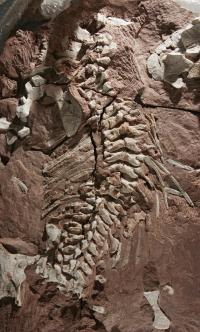 Fossil of <I>Orobates pabsti</I>
