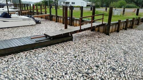 Fish kill in Riverhead, NY, that occurred as a consequence of low oxygen.
