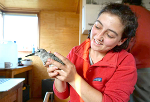 Selin Ersoy holds a bird after attaching the small, temporary transmitter