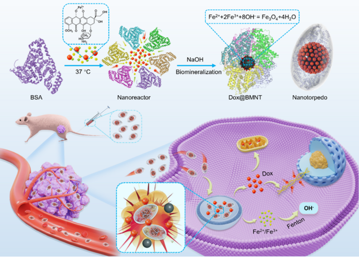 Novel Bovine Serum Albumin-Magnetite Nanotorpedo System Constructed for Drug Delivery