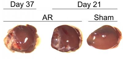 Sham and Apex Resected (AR) Heart at Day 21 and 37 after Surgery