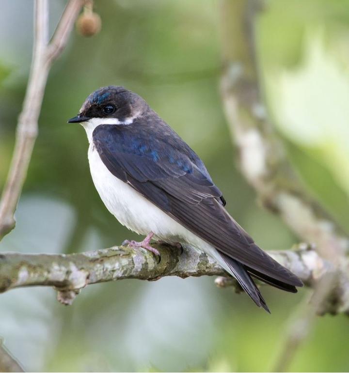 Female tree swallow