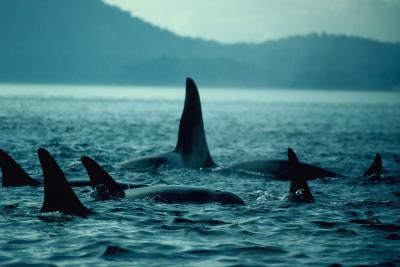 Killer Whale Pod from Eastern North Pacific