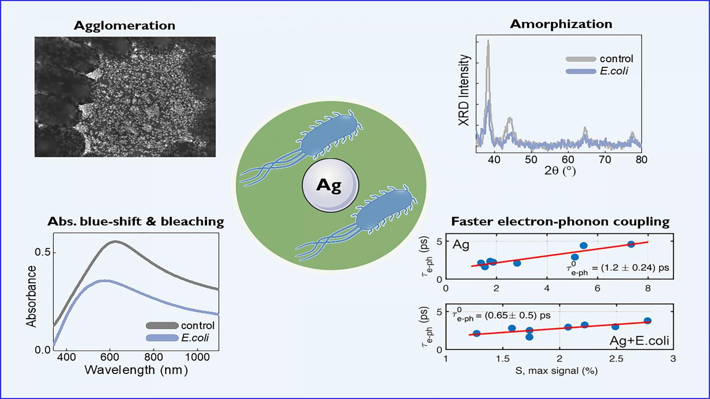 E. coli causes several dramatic changes in silver morphology and structure