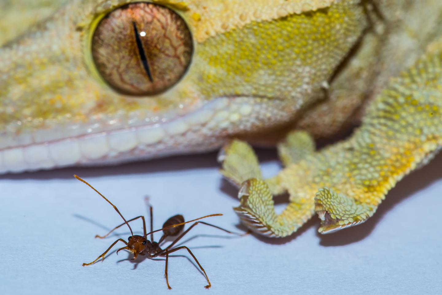 Gecko and Ant