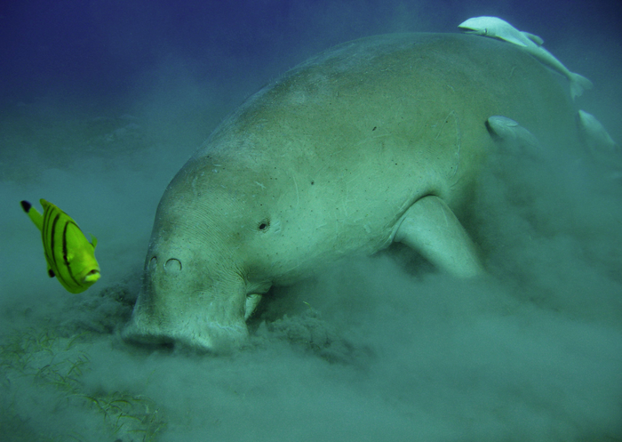 Stellers Sea Cow