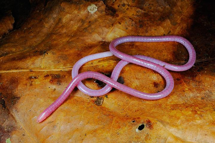 Fisher's Caecilian