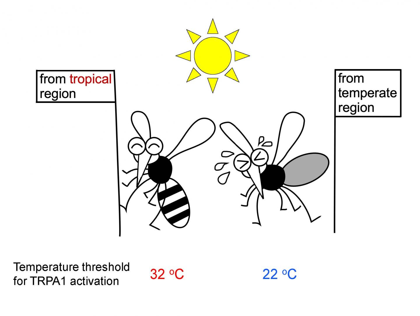 Mosquitoes