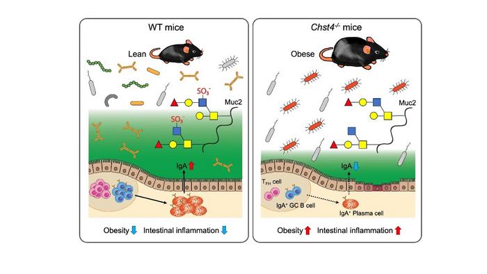 Study highlights the protective role of intestinal sulfated glycans in obesity and intestinal inflammation