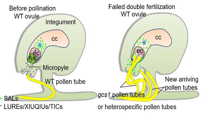 A working model of central cell-controlled fertilization recovery