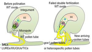 A working model of central cell-controlled fertilization recovery