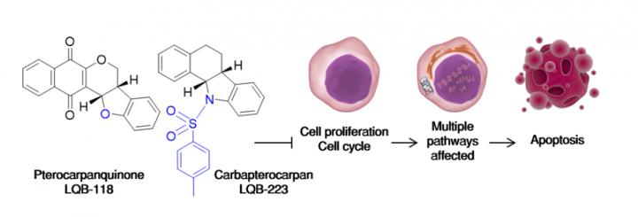 Pterocarpanquinones and Carbapterocarpans with Anti-Tumor Activity against MDR Leukemias