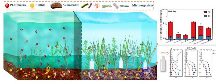 Mechanism diagram of synergistic effect of vermiculite and submerged plants