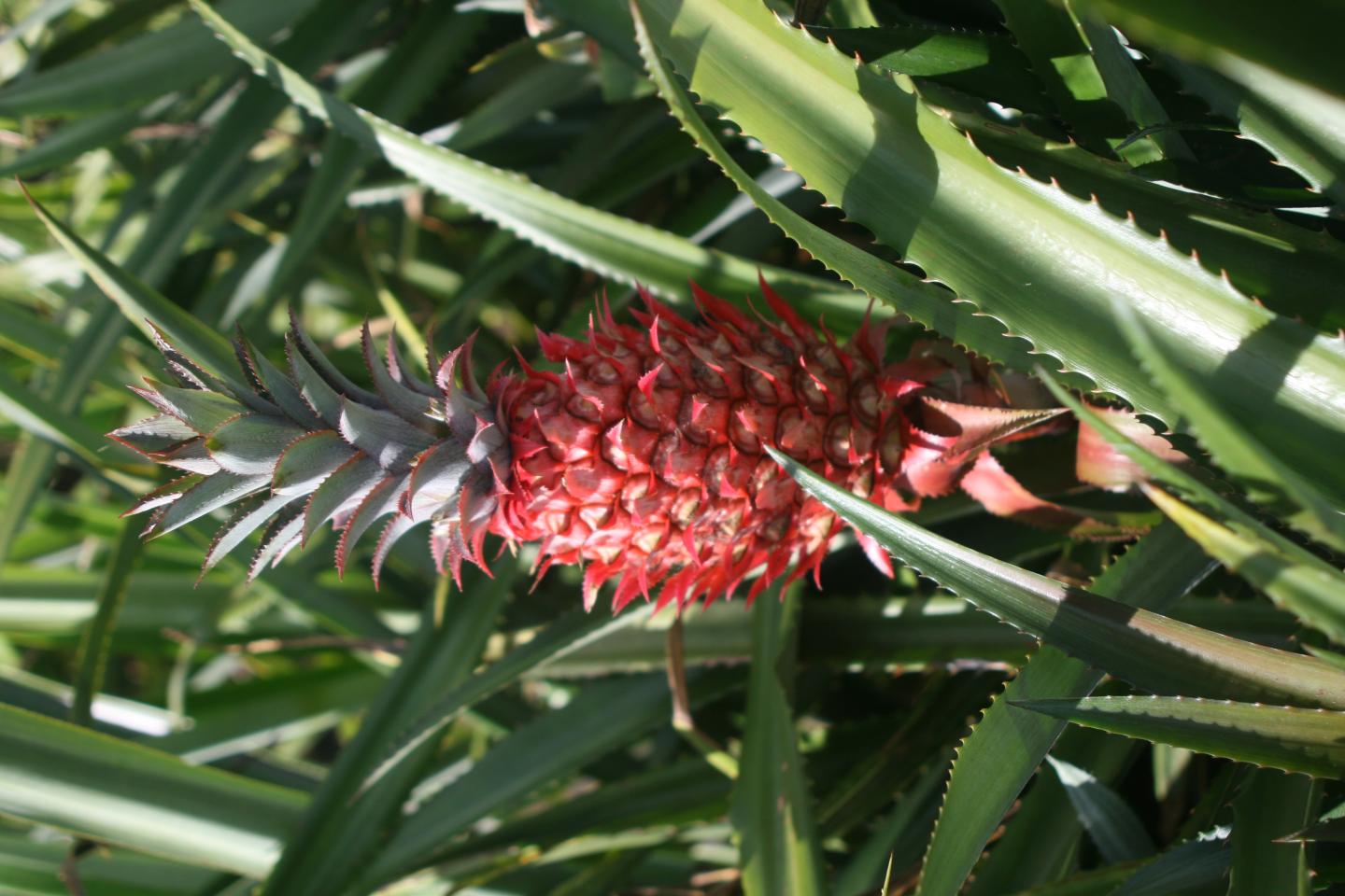 Red Pineapple