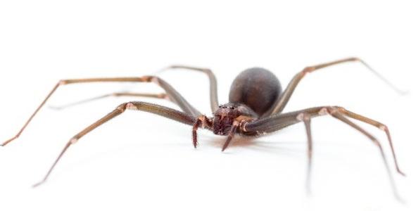 A Brown Recluse Spider Bit Me - Now What?