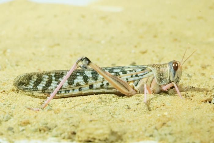 Female Locust