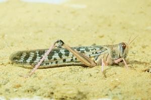 Female Locust