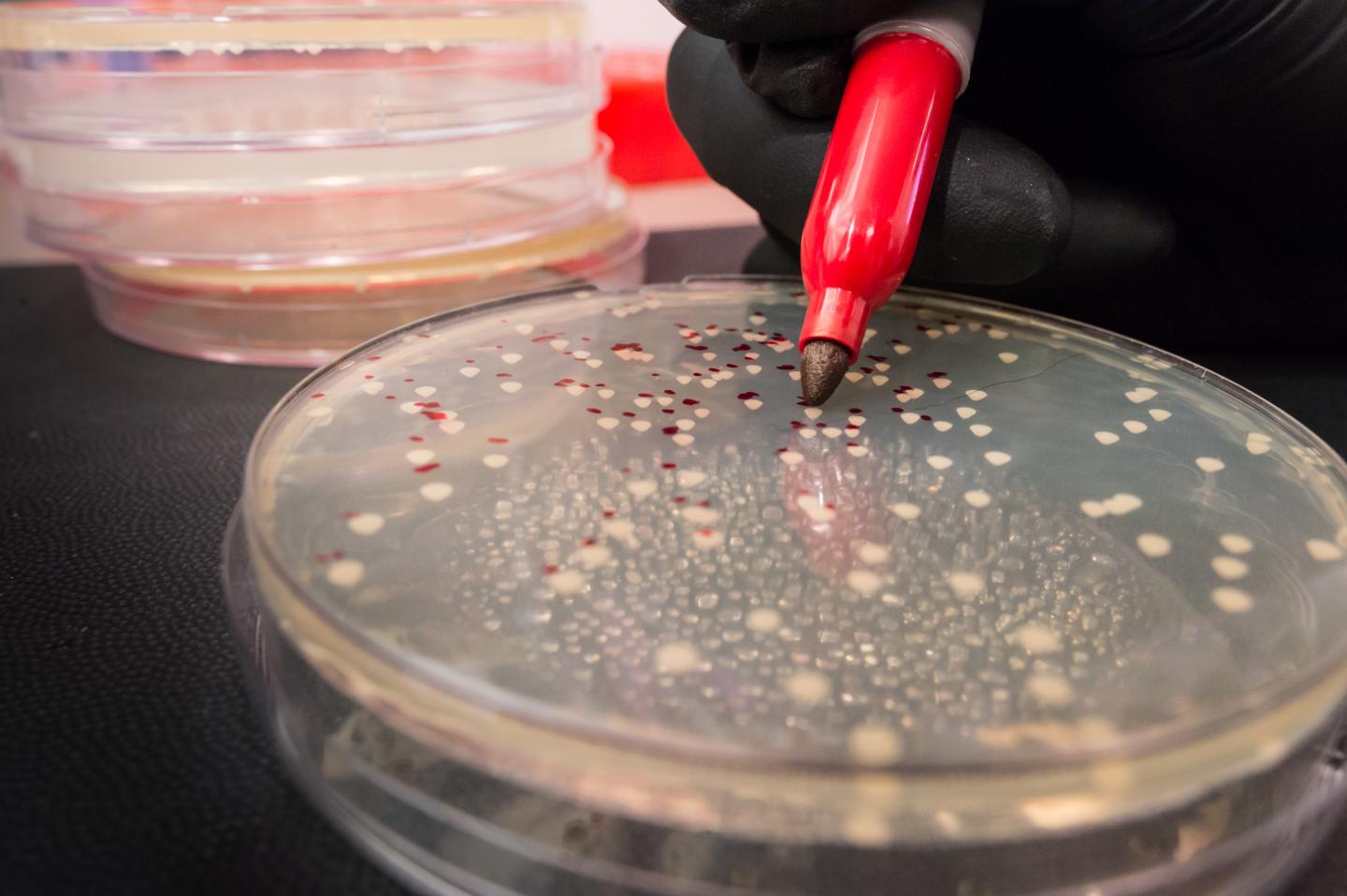 Counting Yeast Cells [IMAGE] EurekAlert! Science News Releases