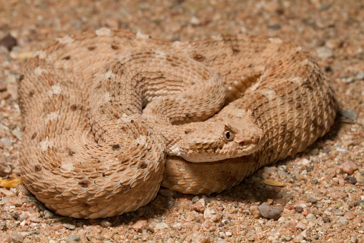 The sidewinder rattlesnake