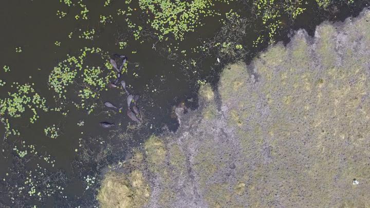 Aerial Image of Hippos Taken from a Drone 2/2
