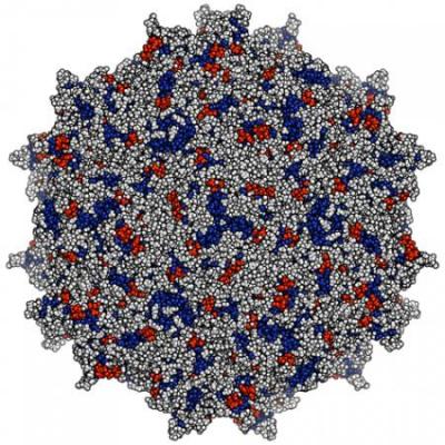 Caltech-Developed Method for Delivering HIV-Fighting Antibodies Proven Even More Promising
