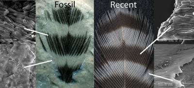 Striped Fossil Feather and Recent Woodpecker Feather
