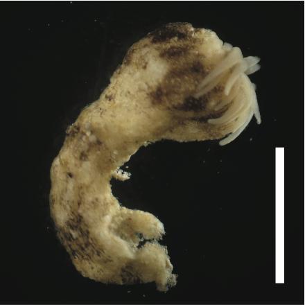 <I>Palythoa umbrosa</I>