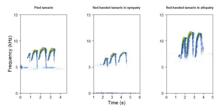 Spectrograms showing red-handed tamarin and pied tamarin calls