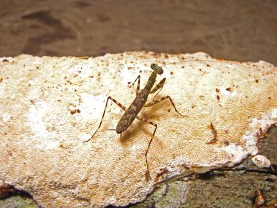 <i>Liturgusa algorei</i>