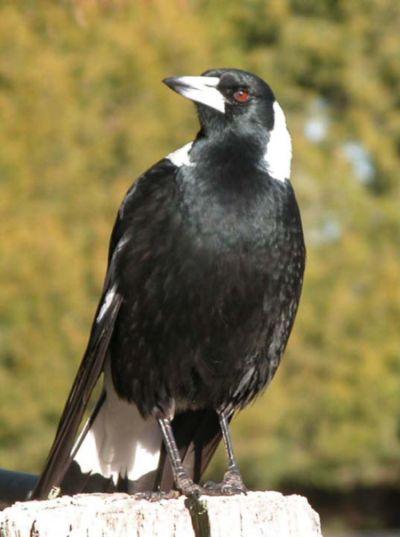 Do Animals Think Like Autistic Savants?