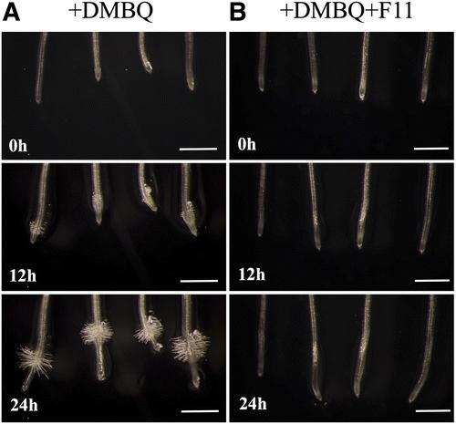 Inhibition of Haustorium Development by Redox Inhibitor N-Ethylmaleimide