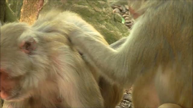 Macaques Grooming