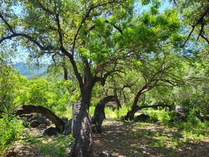 Encino arroyero (Quercus brandegeei) (endangered) in Baja California Sur, Mexico