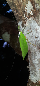 Image 1 - a whistler male