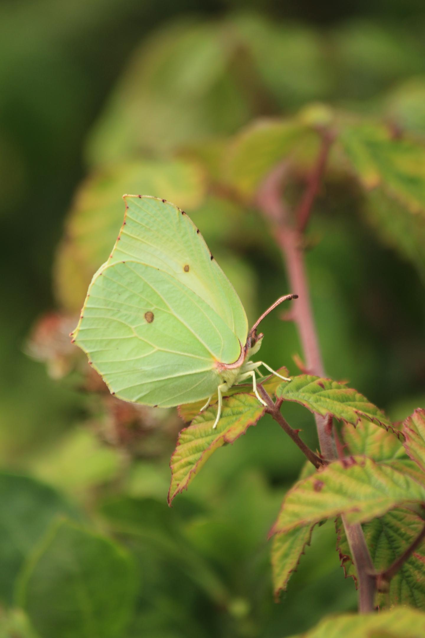 Brimstone Butterfly