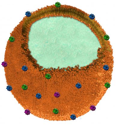 Nanosponge Cross Section
