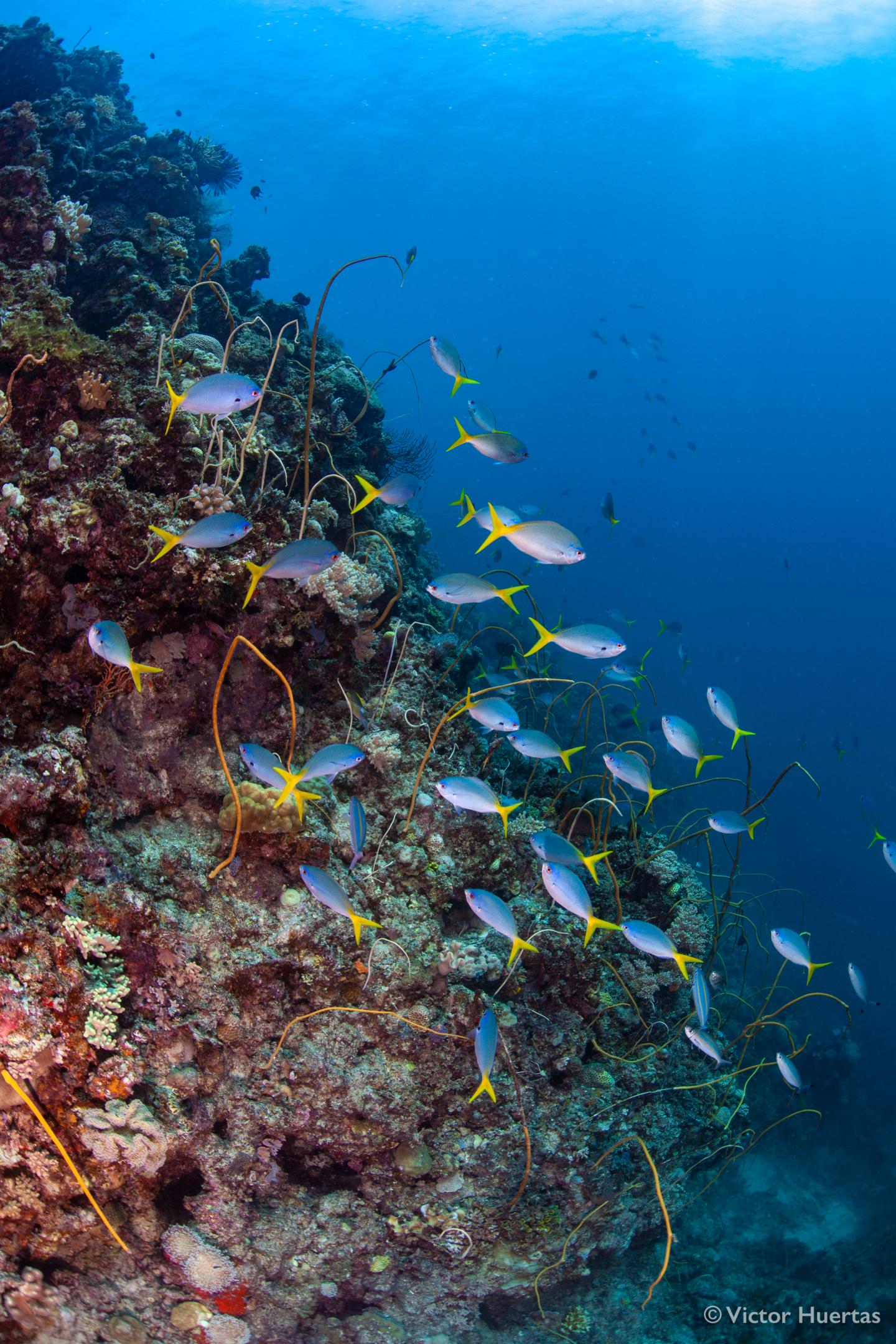 Reef fish futures foretold
