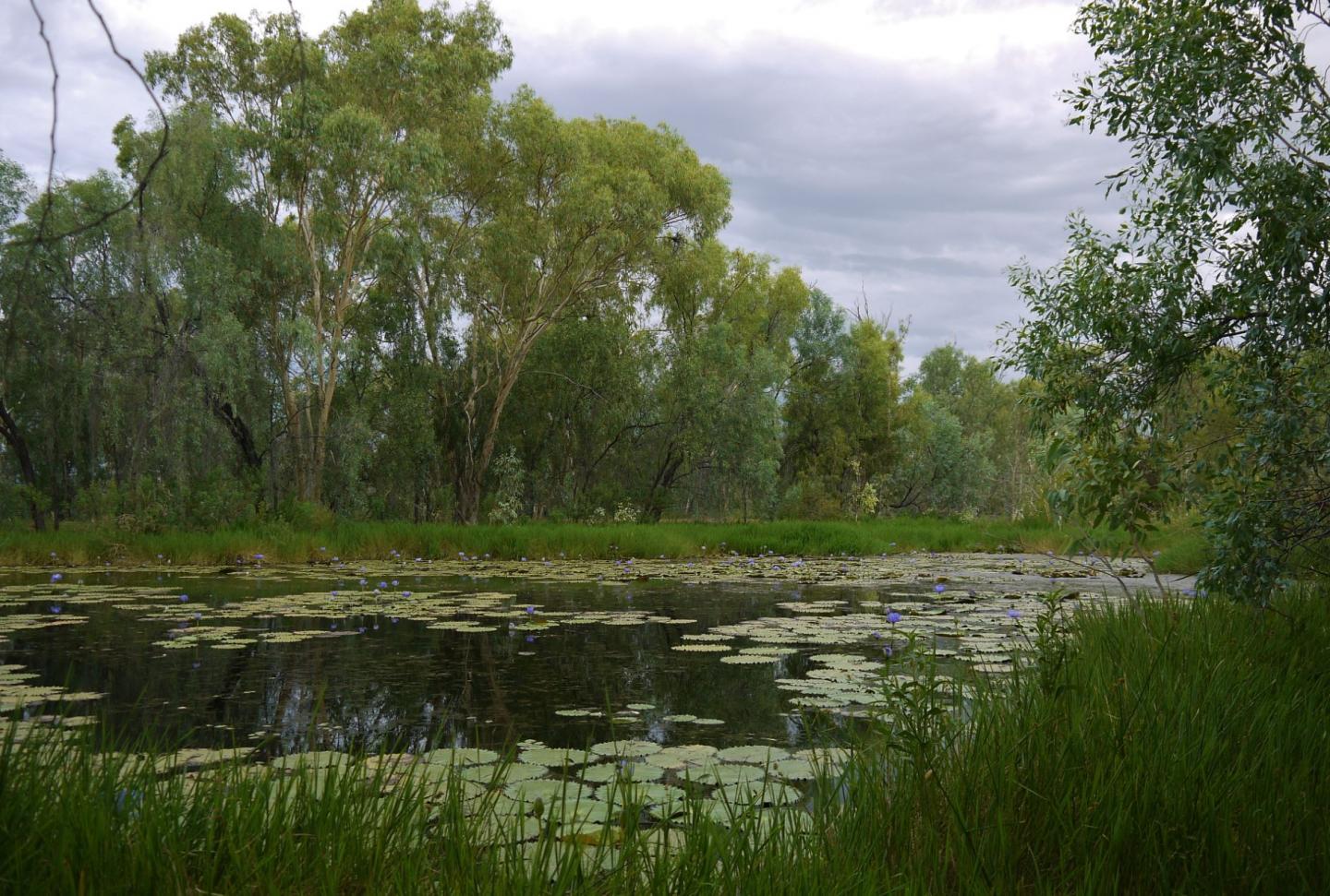 Joshua Spring, Queensland Wetland