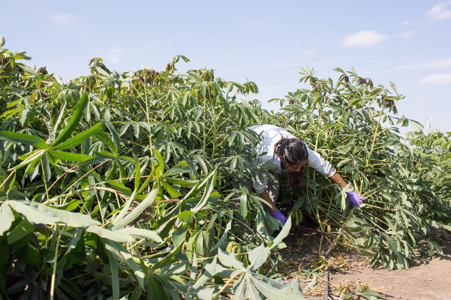 Cassava Harvest