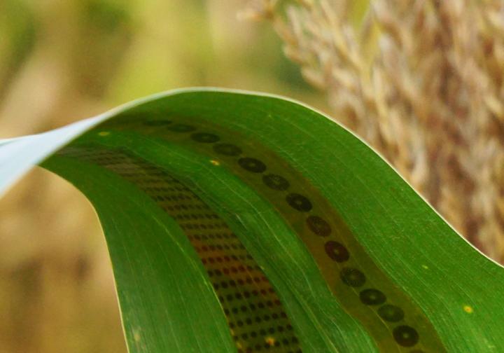 Wearable Sensors for Plants