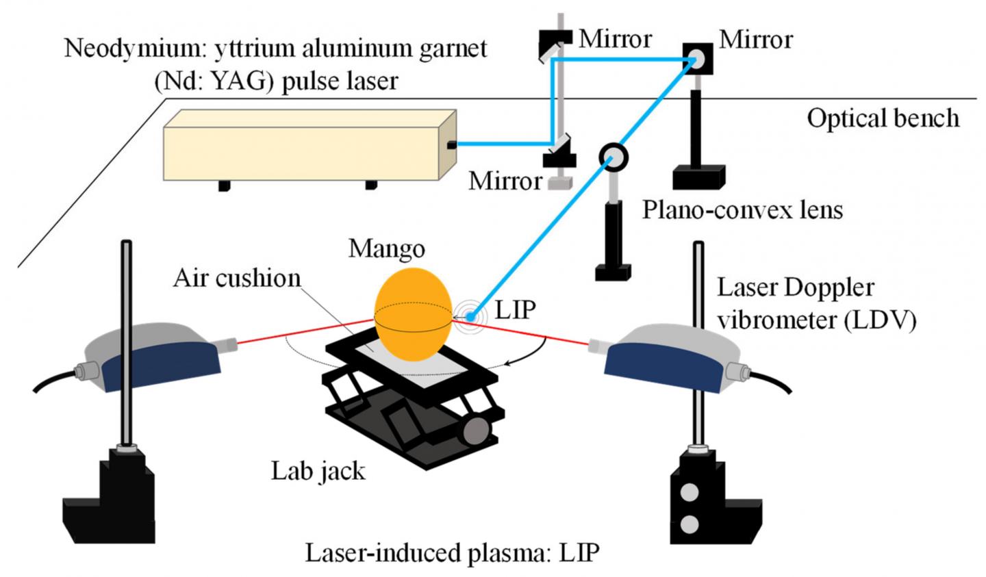 Setup for measuring fruit firmness through the velocity of propagation of Rayleigh waves